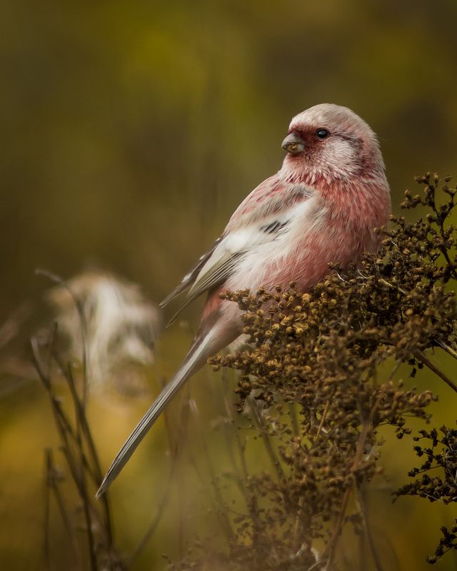 урагус Урагус фото превью