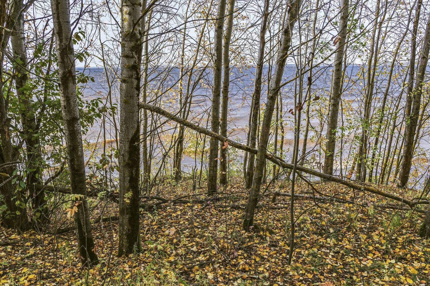 оснеь, Шитов Александр