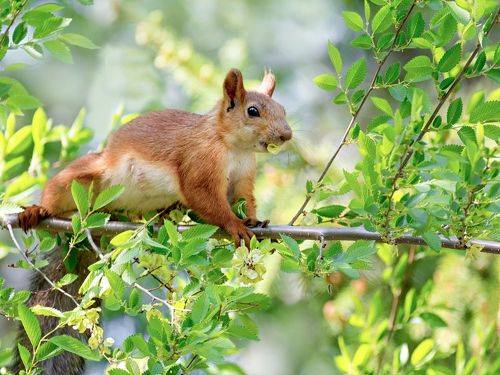 Белка - мамочка обедает.