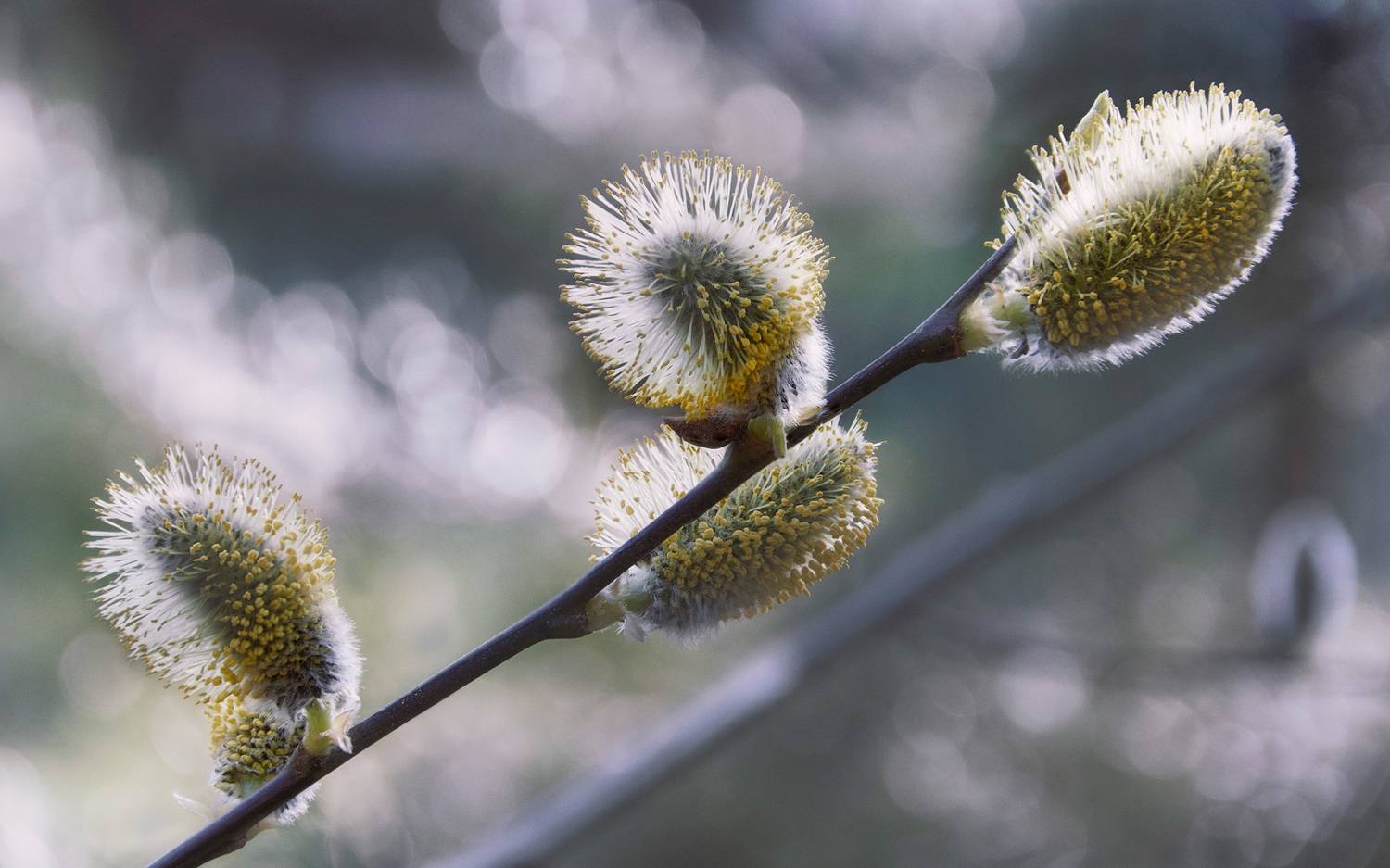 верба, Валерий Вождаев