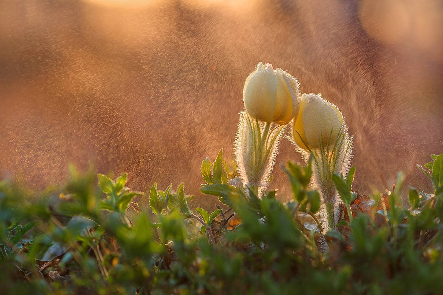макро, подснежник, прострел, весна, сонтрава, цветы, закат, вечер, macro, butterfly, flower, Sokolova Tatiana