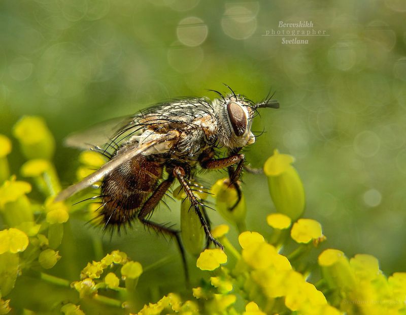 макро,  макро на телефон, macro, macro lens, муха, Муха фото превью