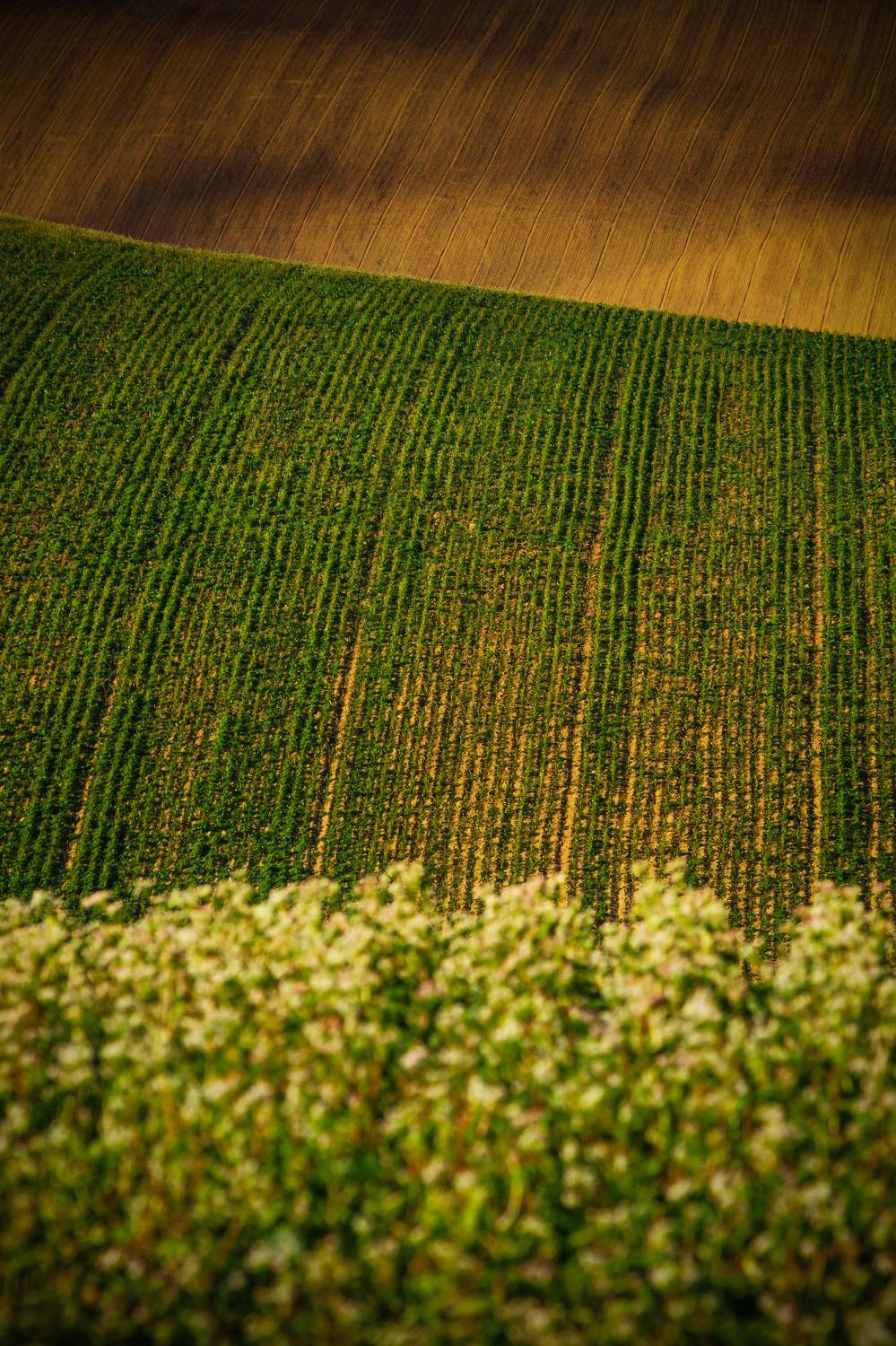 field, rural, village, landshaft, landscapes, Moravia, Moravske-Toskansko, Czech-Republic, Cyfka, Cyfkafoto, canon, EOS7D, Damian Cyfka