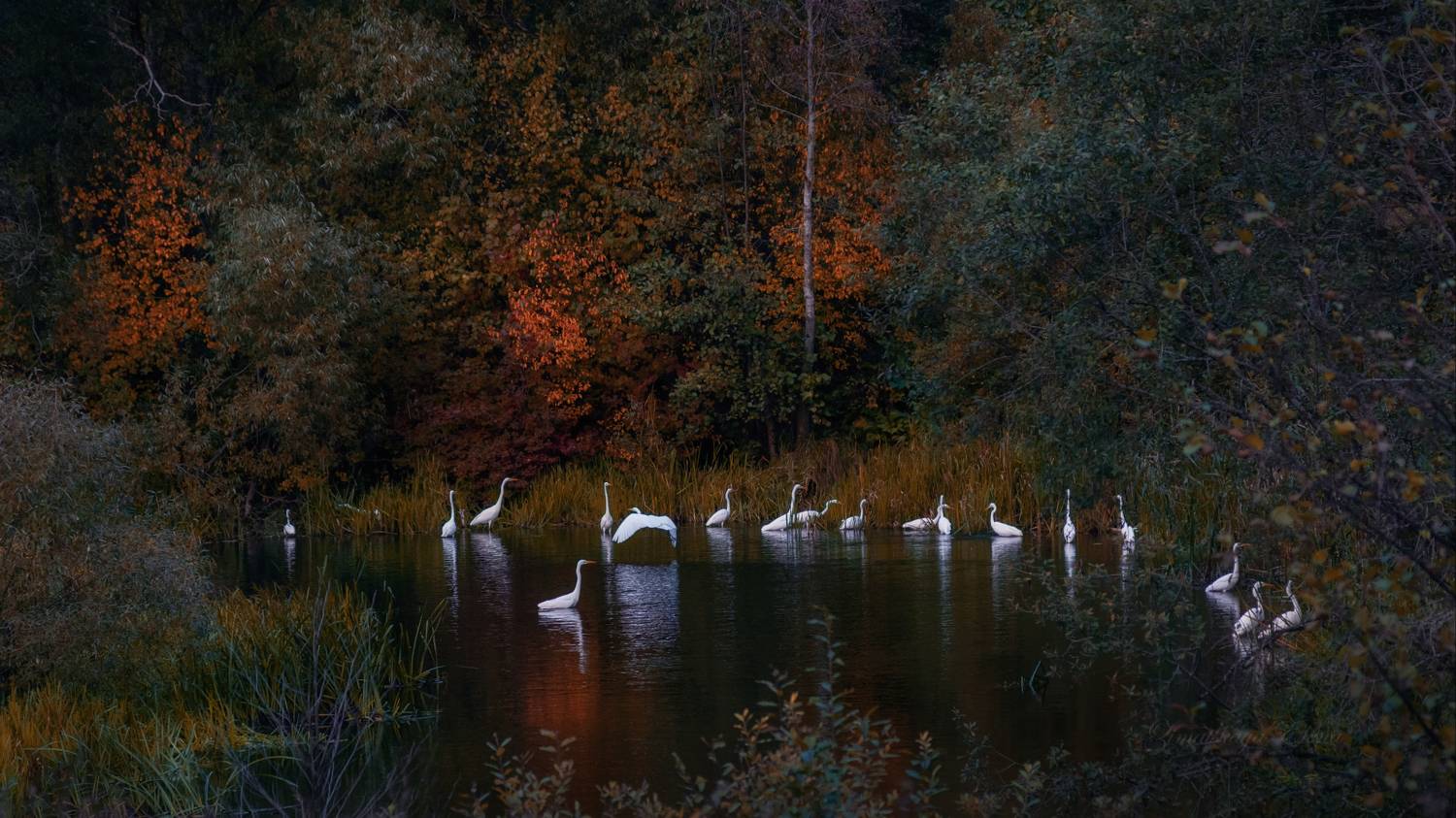 ***белые цапли, Елена Зимацкая