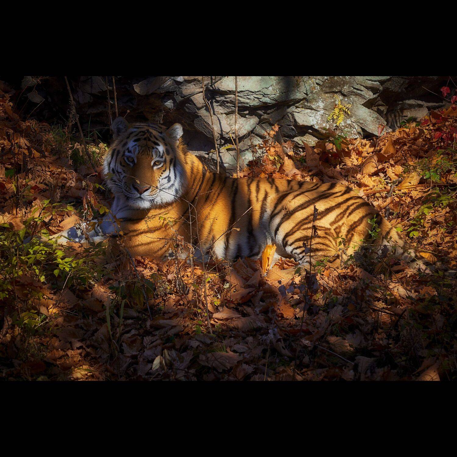 тигр, осень, приморье, россия, приморский край, море, японское море, закат, кекур, природа, пейзаж, Ivan A. Godovikov