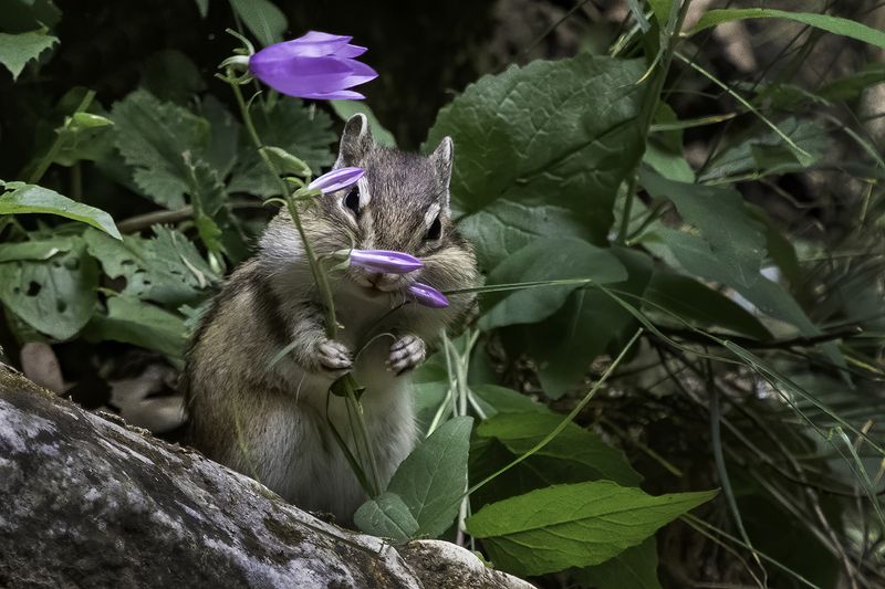 бурундук, еда, колокольчик Завтрак бурундука фото превью
