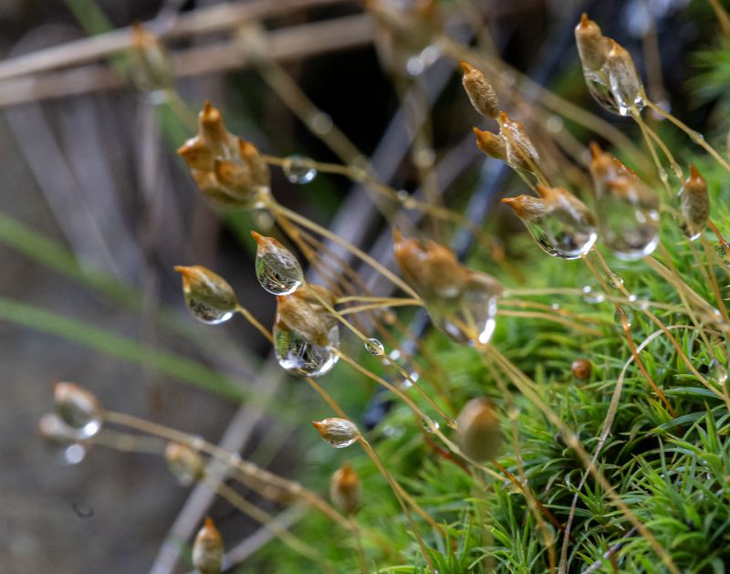 дагестан, тляратинский заказник, роса, мох После дождя фото превью