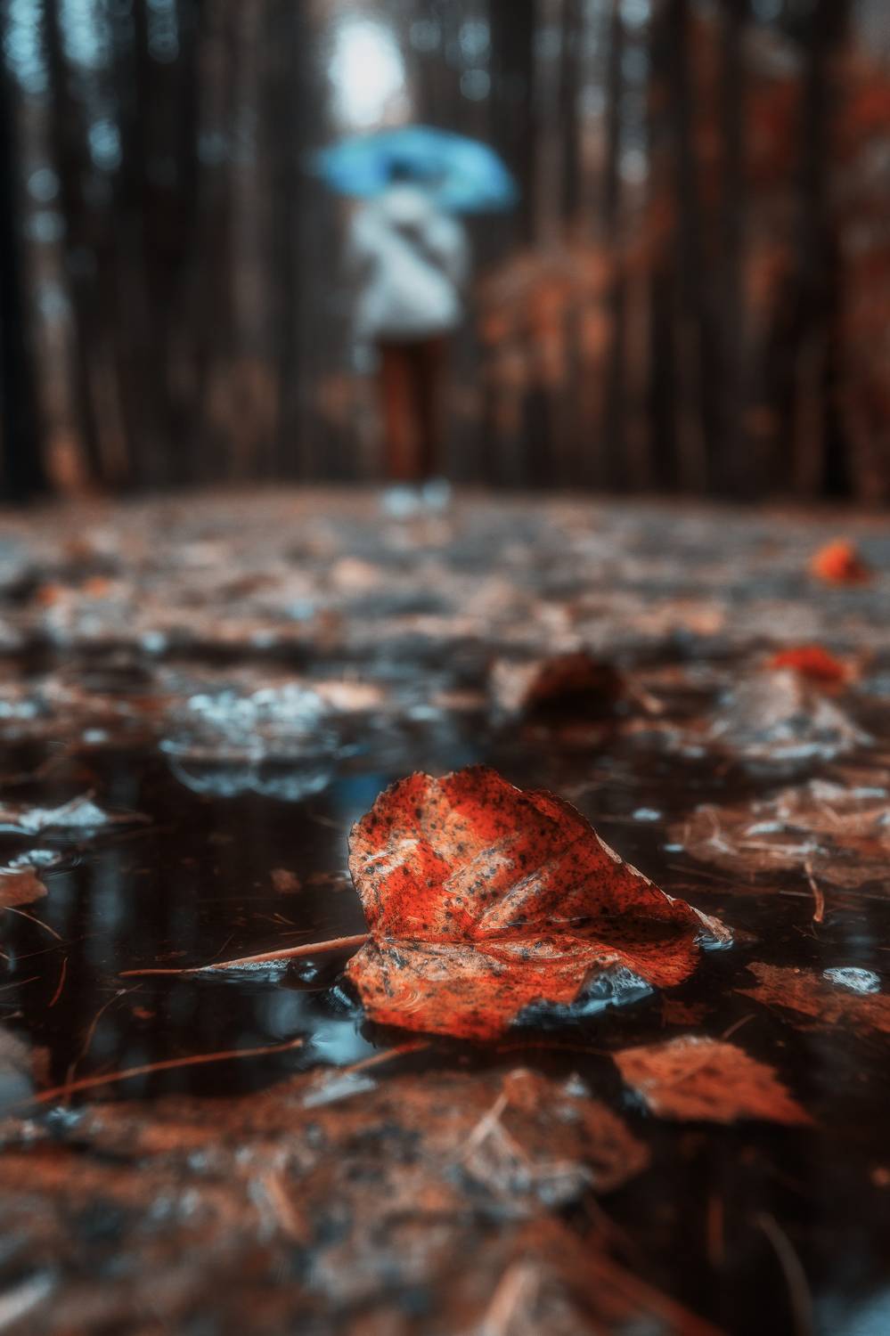 природа, пейзаж, листья, дождь, Мартыненко Дмитрий