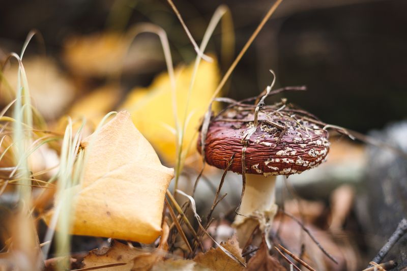 грибы, осень, мухомор Грибное настроение фото превью