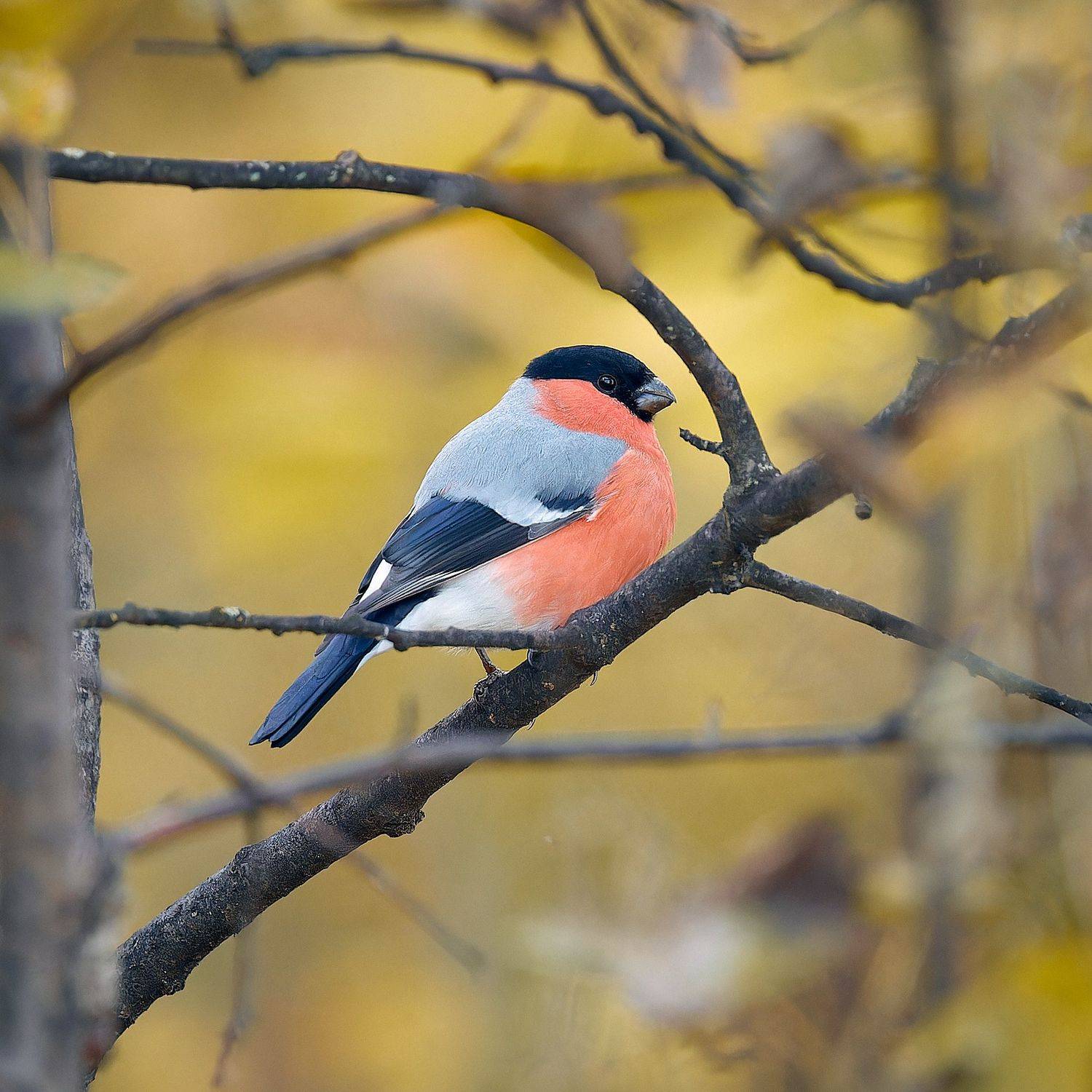снегирь, Mikhail Khmelevskiy