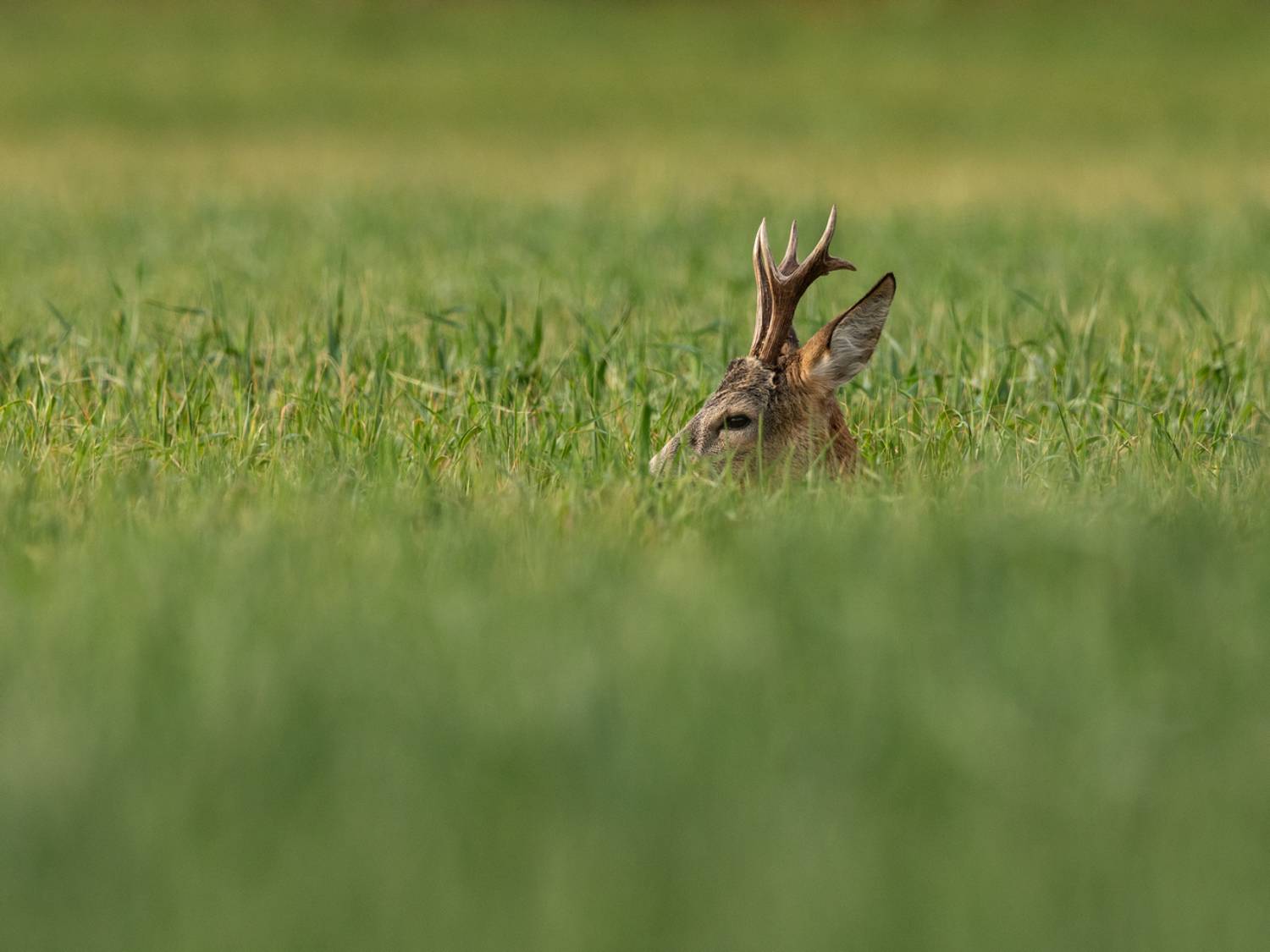 косуля,, Vladimir Pakalevich