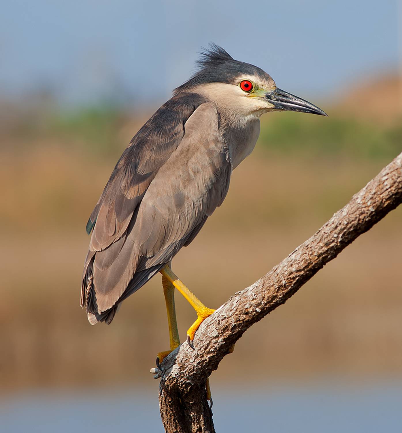 кваква, black-crowned night heron, heron, цапля, израиль,  птицы израиля, Etkind Elizabeth
