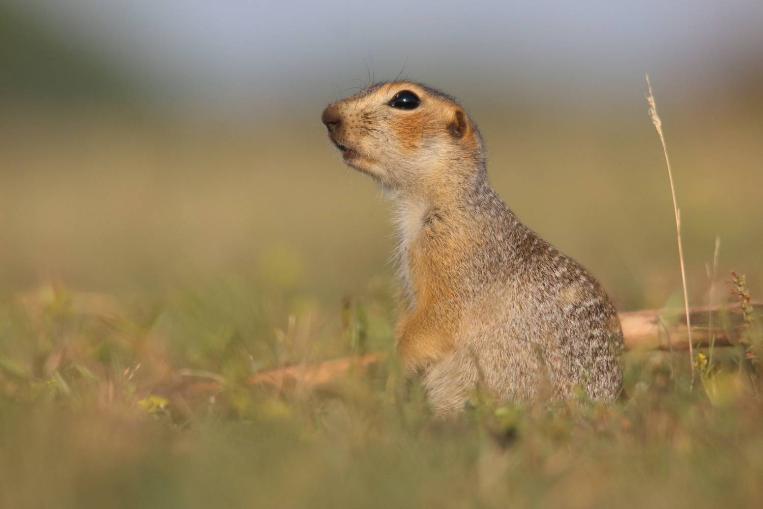животные, природа, млекопитающие, звери, дикая природа, анималистика, суслик, самара, самарская область, Владимир Шебаршенко