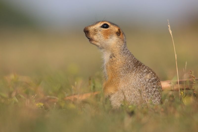 животные, природа, млекопитающие, звери, дикая природа, анималистика, суслик, самара, самарская область На заре фото превью