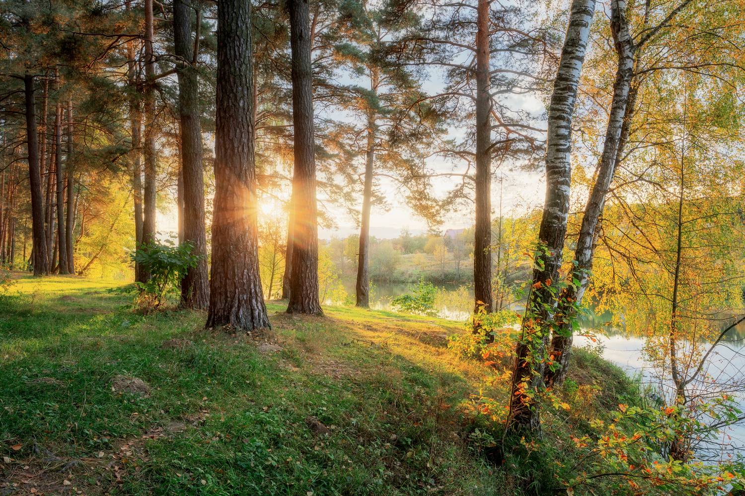 пейзаж, природа, закат, Московская область, лес, лесной пейзаж, солнечный свет, Мартыненко Дмитрий