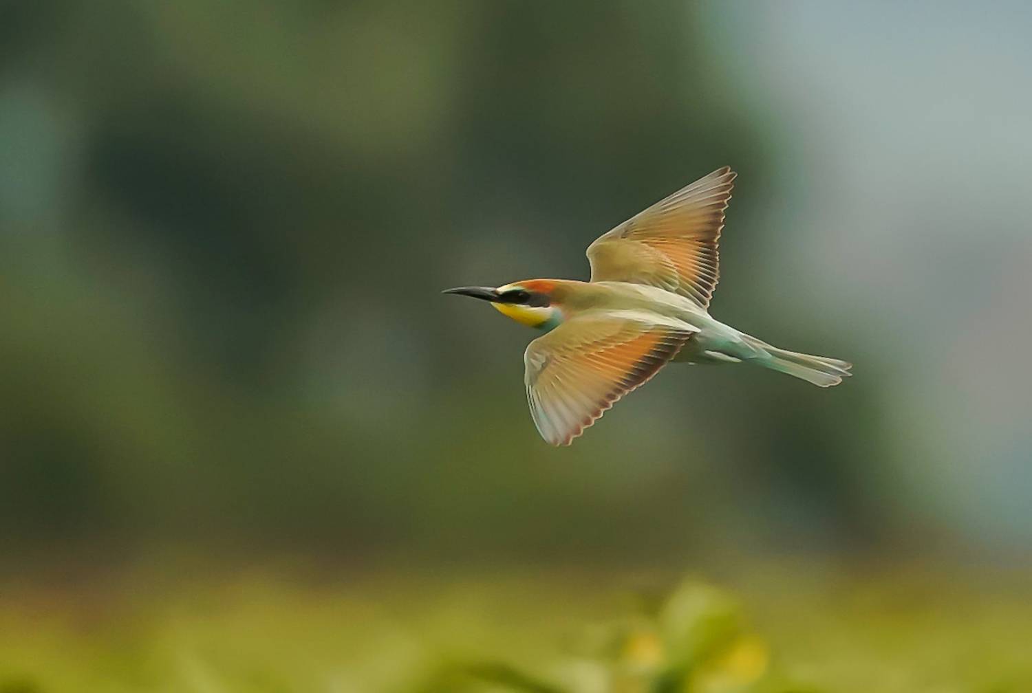 , Красимир Георгиев