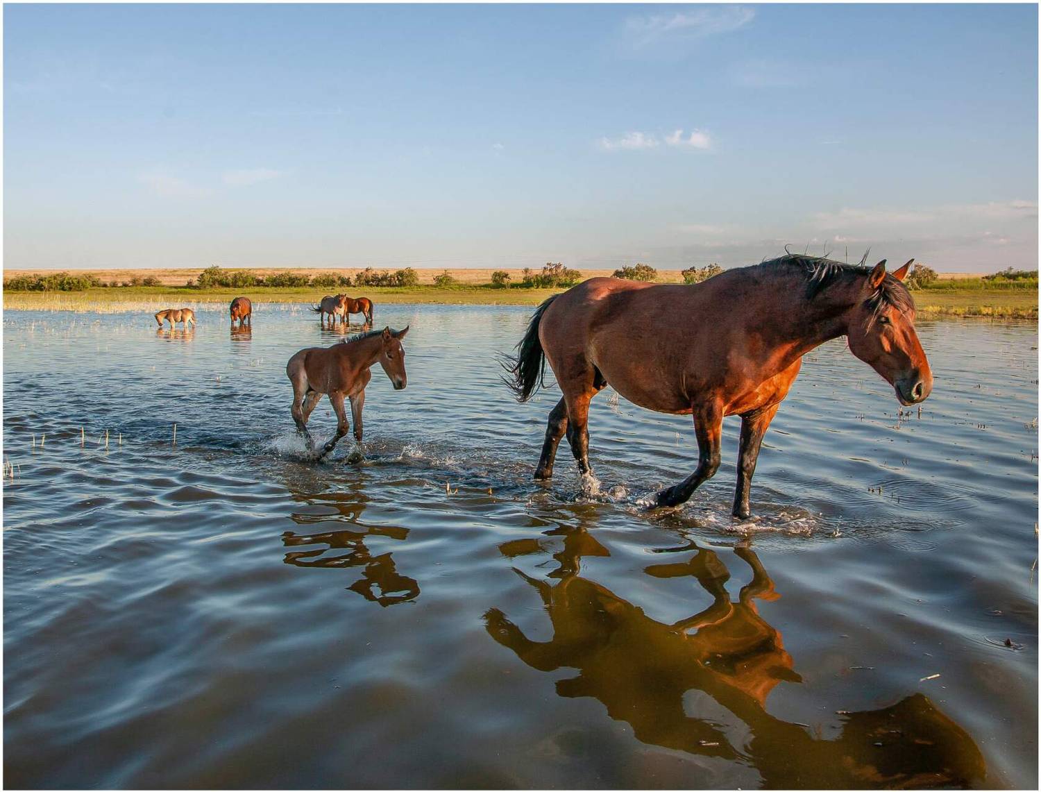 , Сергей цыбизов