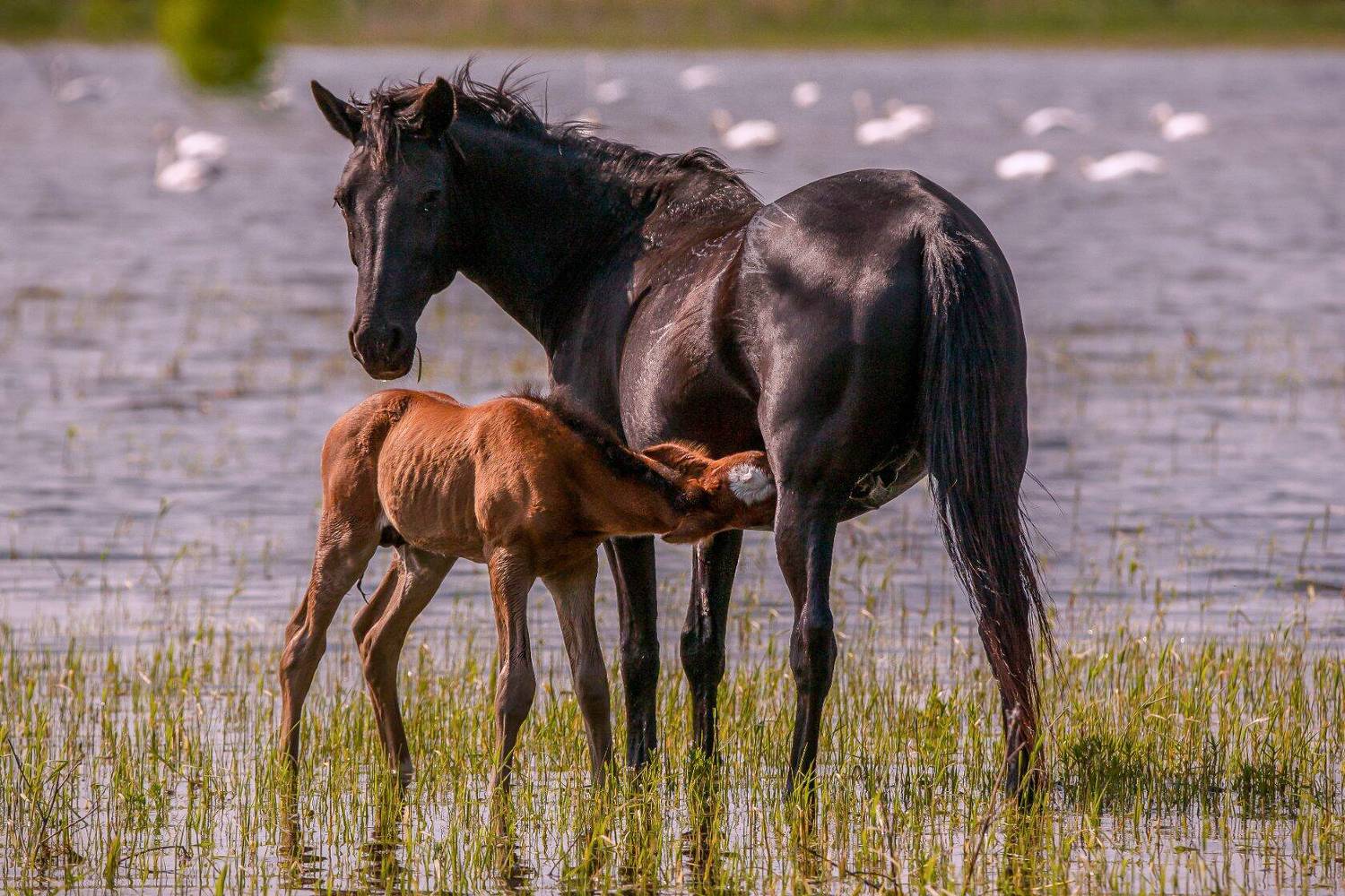 , Сергей цыбизов