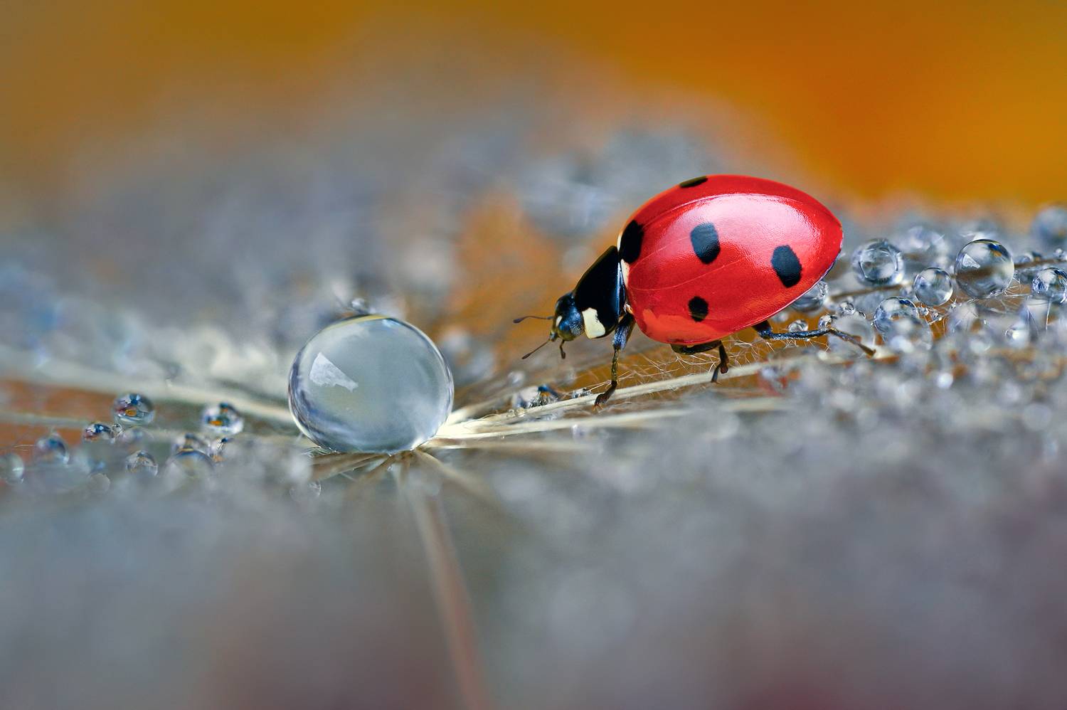 ceclii, macro, Ganev Tsvetan