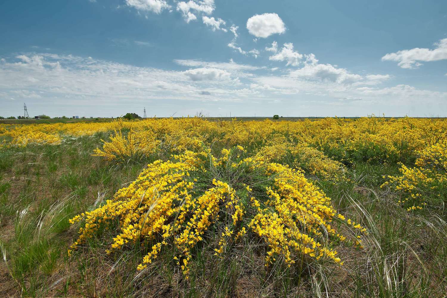 Yellow field, volgograd, russia, landscapes, , Сторчилов Павел