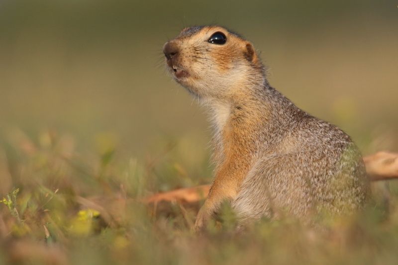 природа, животные, дикая природа, звери, млекопитающие, грузуны, суслики Портрет у норы фото превью