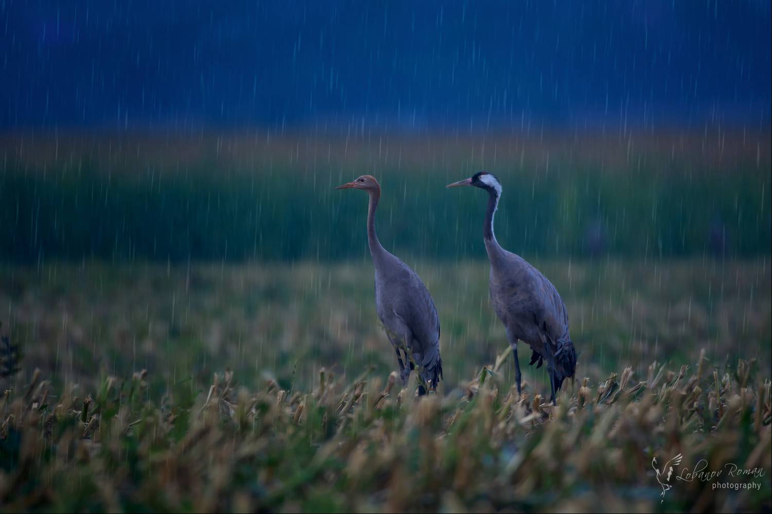 , Лобанов Роман
