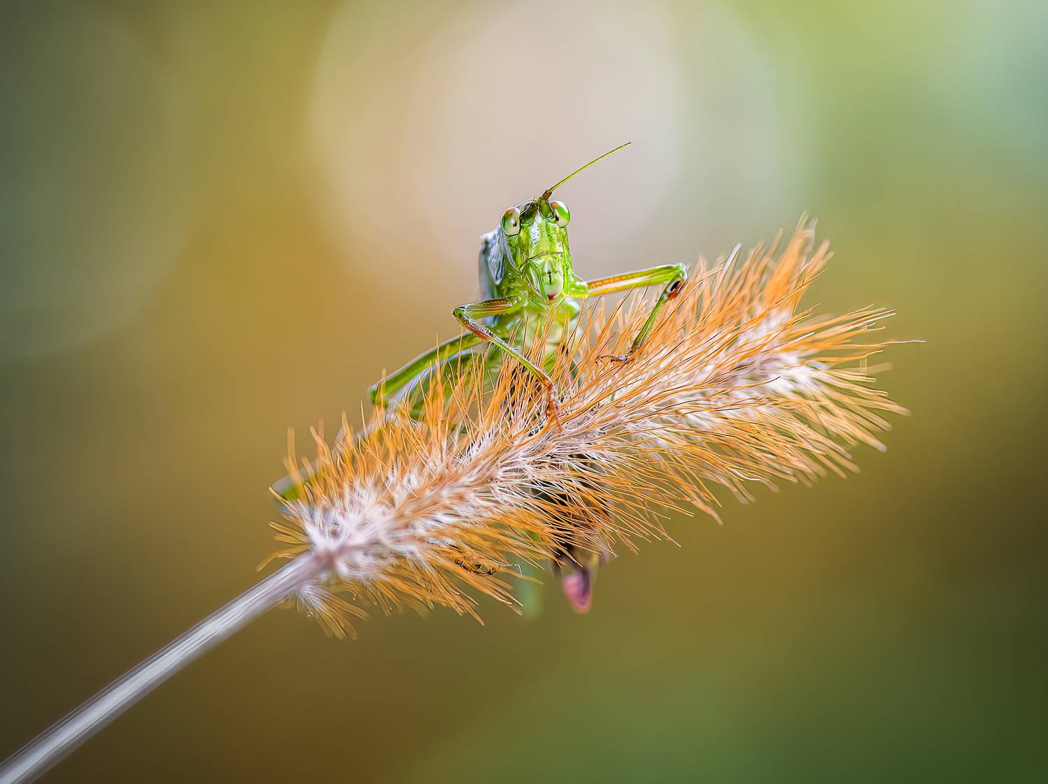 grasshopper, hopper, insect, macro, bug, grass, Atul Saluja