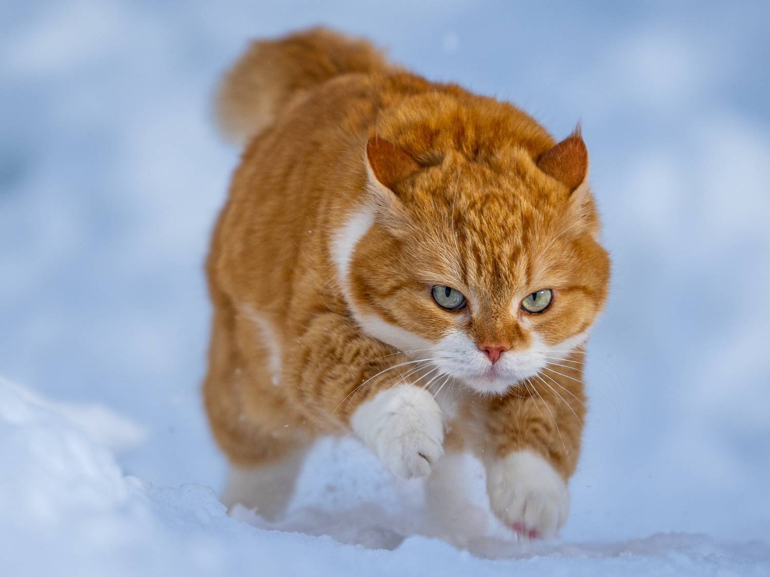 кот, Сергей Пупонин