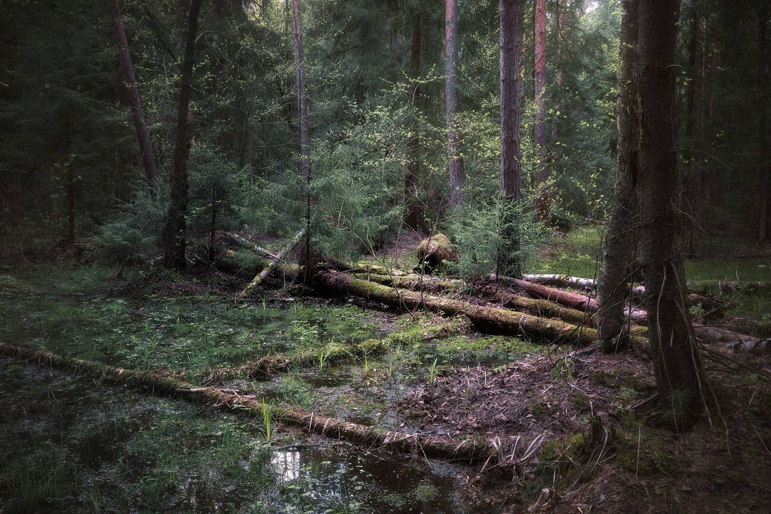 лес, весна, деревья, пейзаж, Валерий Вождаев
