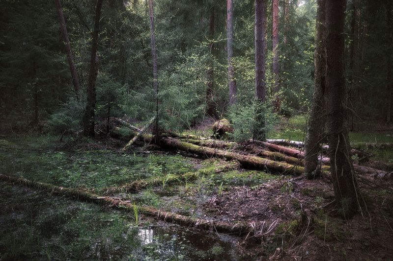 лес, весна, деревья, пейзаж В весеннем лесу фото превью