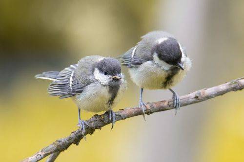Большая синица (лат. Parus major)