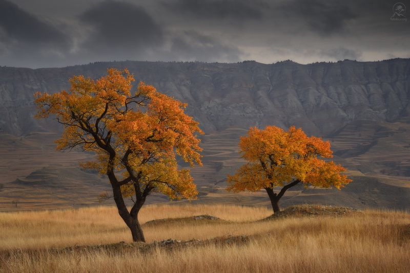 дагестан, горный дагестан, северный кавказ, фототур в дагестан,  деревья, горы, террасы Танцы вдвоем фото превью