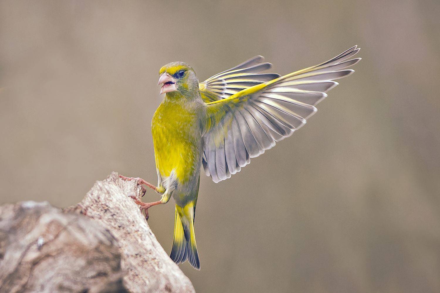 , Евгени Стефанов