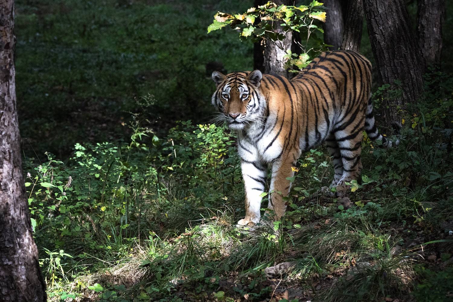 приморский, край, Елена Гусева