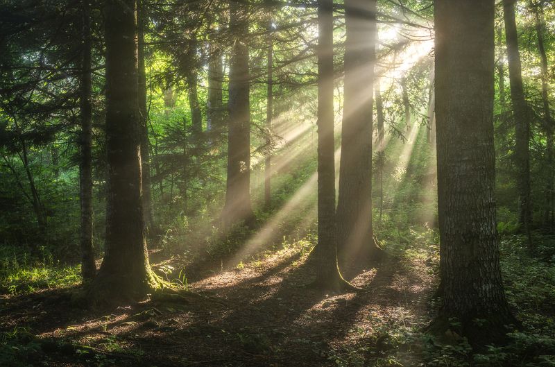 Утро в летнем лесу фото превью