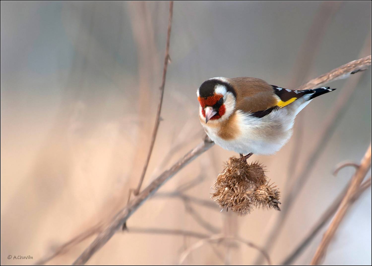 птица,осенний,щегол, Александр Чувилин