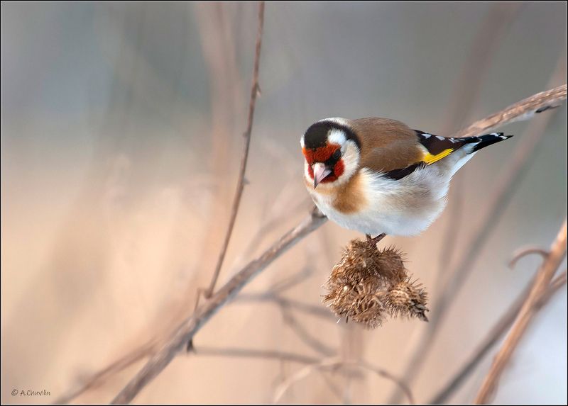 птица,осенний,щегол Осенний Щегол фото превью
