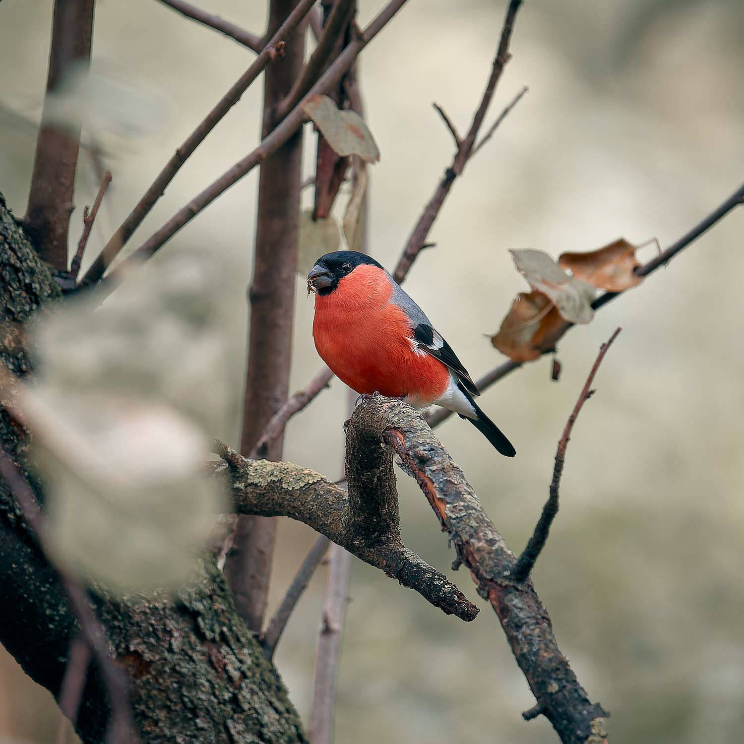 снегирь, Mikhail Khmelevskiy