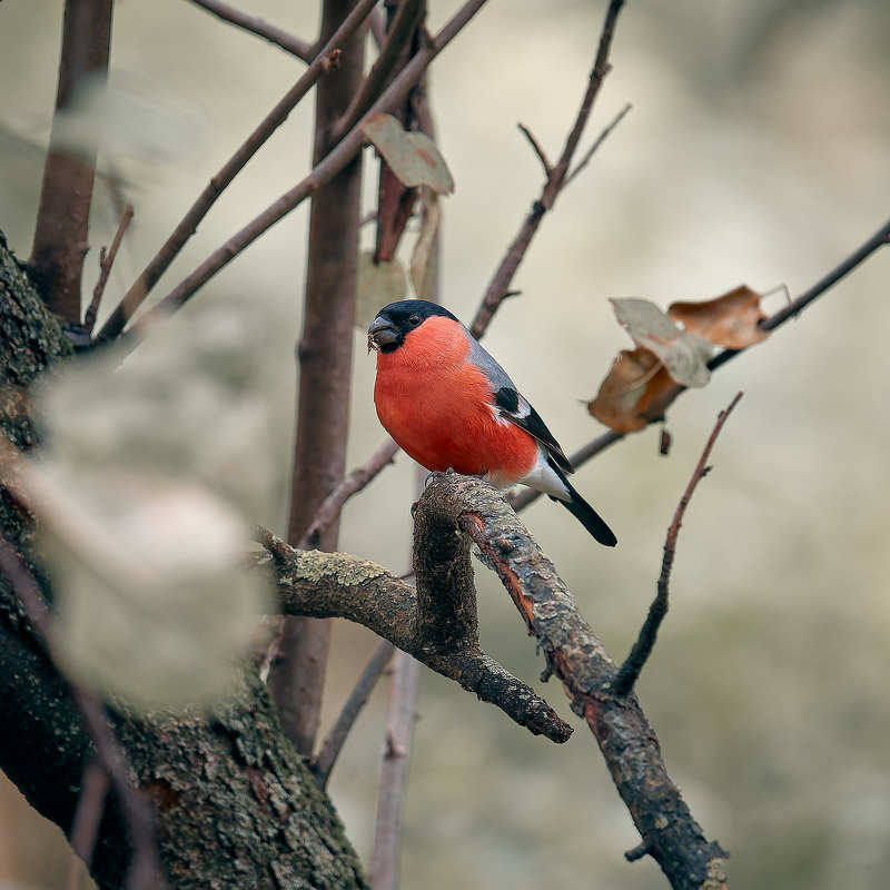 снегирь Снегирь фото превью