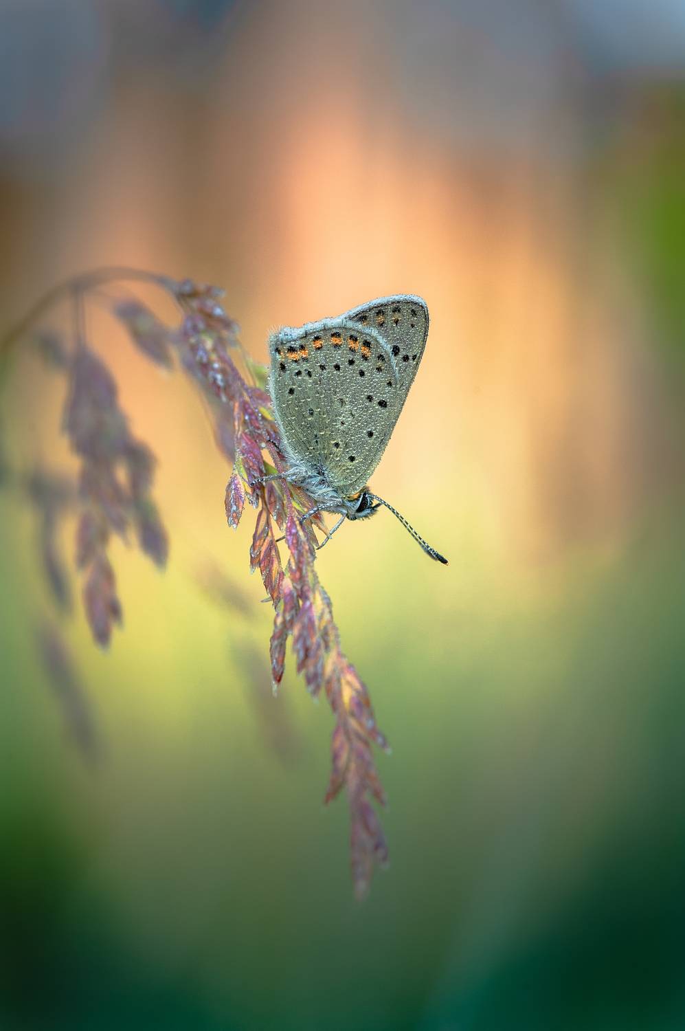 , Зайцев Роман