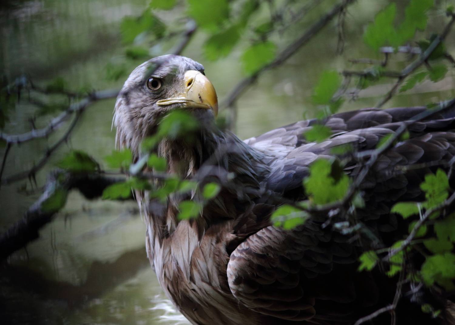 животные, природа, дикая природа, птицы, орлан-белохвост, орлан, анималистика, самара, самарская область, Владимир Шебаршенко