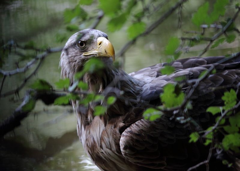 животные, природа, дикая природа, птицы, орлан-белохвост, орлан, анималистика, самара, самарская область В засаде фото превью