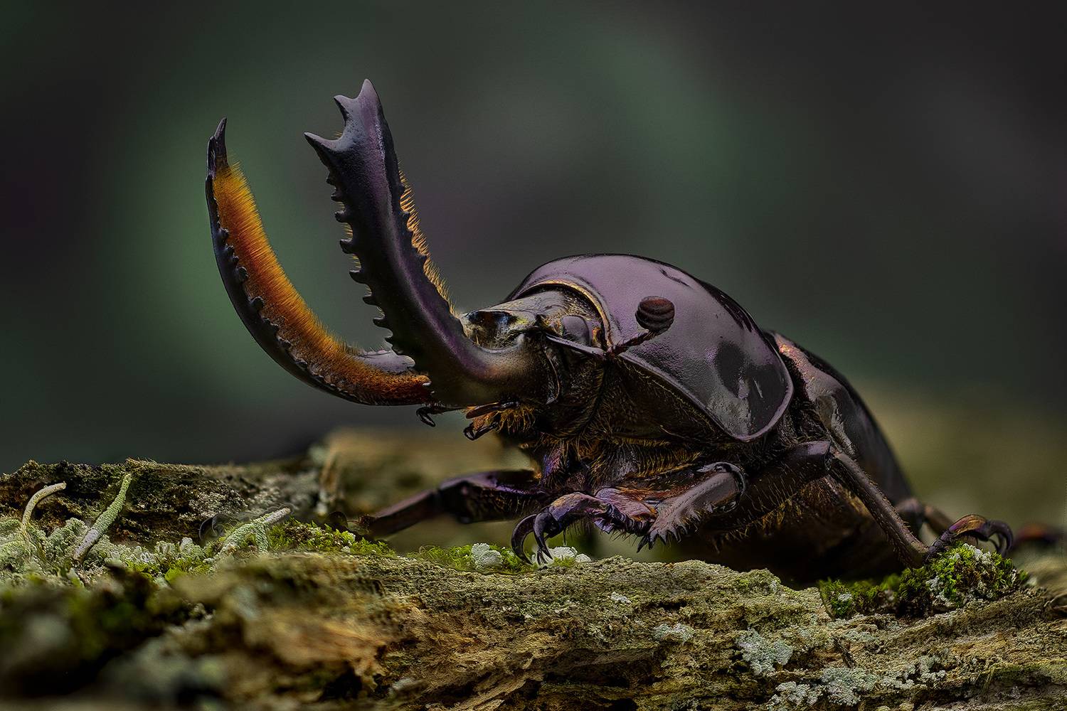 lamprima, аdolphinae, Eugenijus Kavaliauskas