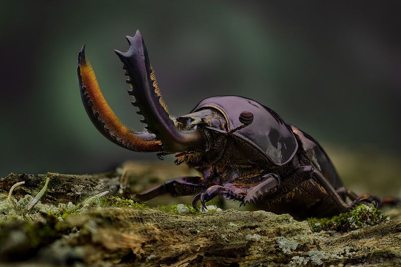 lamprima, аdolphinae Рогатый фото превью