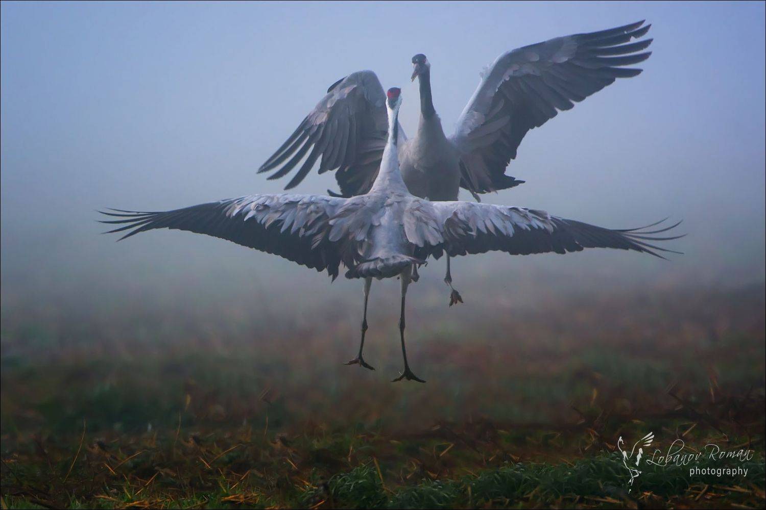 , Лобанов Роман