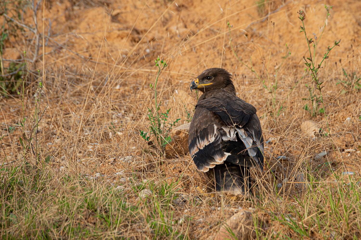 , Владимир Ноздрачев