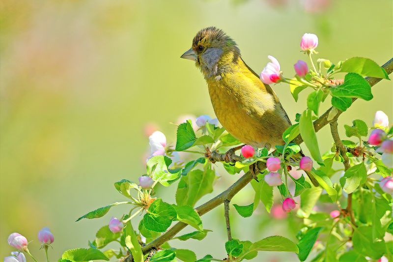 природа, фотоохота,  птицы, животные, весна, зеленушка Весенние мотивы фото превью