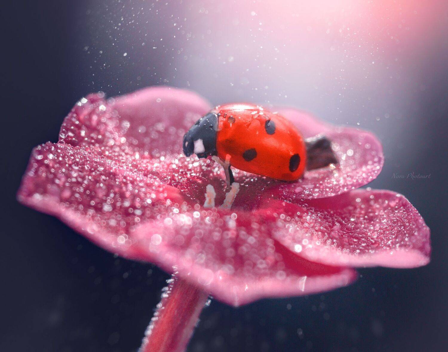 макрофотография, macro, макромир, макросъёмка, фотоприроды, nature, артфото, фотомакро, боке, мануальнаяоптика, макро, макрофото, макросъемка, красота, божьякоровка, цветок, Svetlana Smirnova