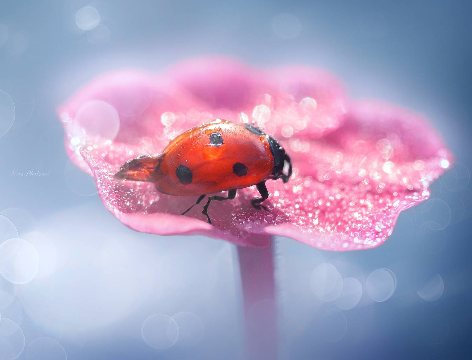 макрофотография, macro, макромир, макросъёмка, фотоприроды, nature, артфото, фотомакро, боке, мануальнаяоптика, макро, макрофото, макросъемка, красота, божьякоровка, цветок, Svetlana Smirnova
