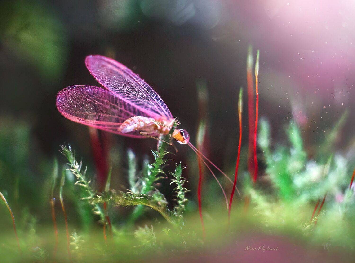 макрофотография, macro, макромир, макросъёмка, фотоприроды, nature, артфото, фотомакро, боке, мануальнаяоптика, макро, макрофото, макросъемка, красота, златоглазка, насекомое, Svetlana Smirnova